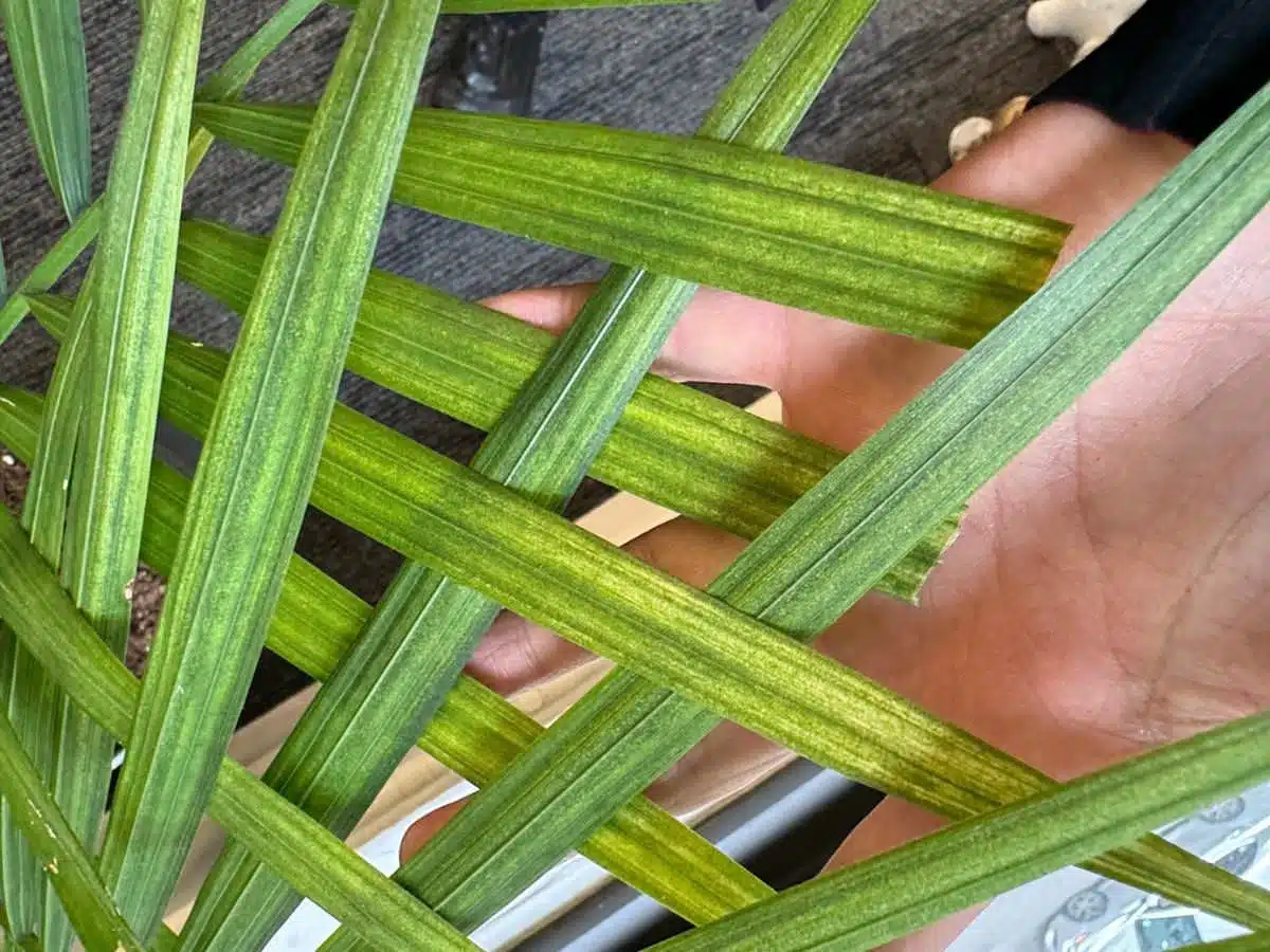 Spider mite infested leaves