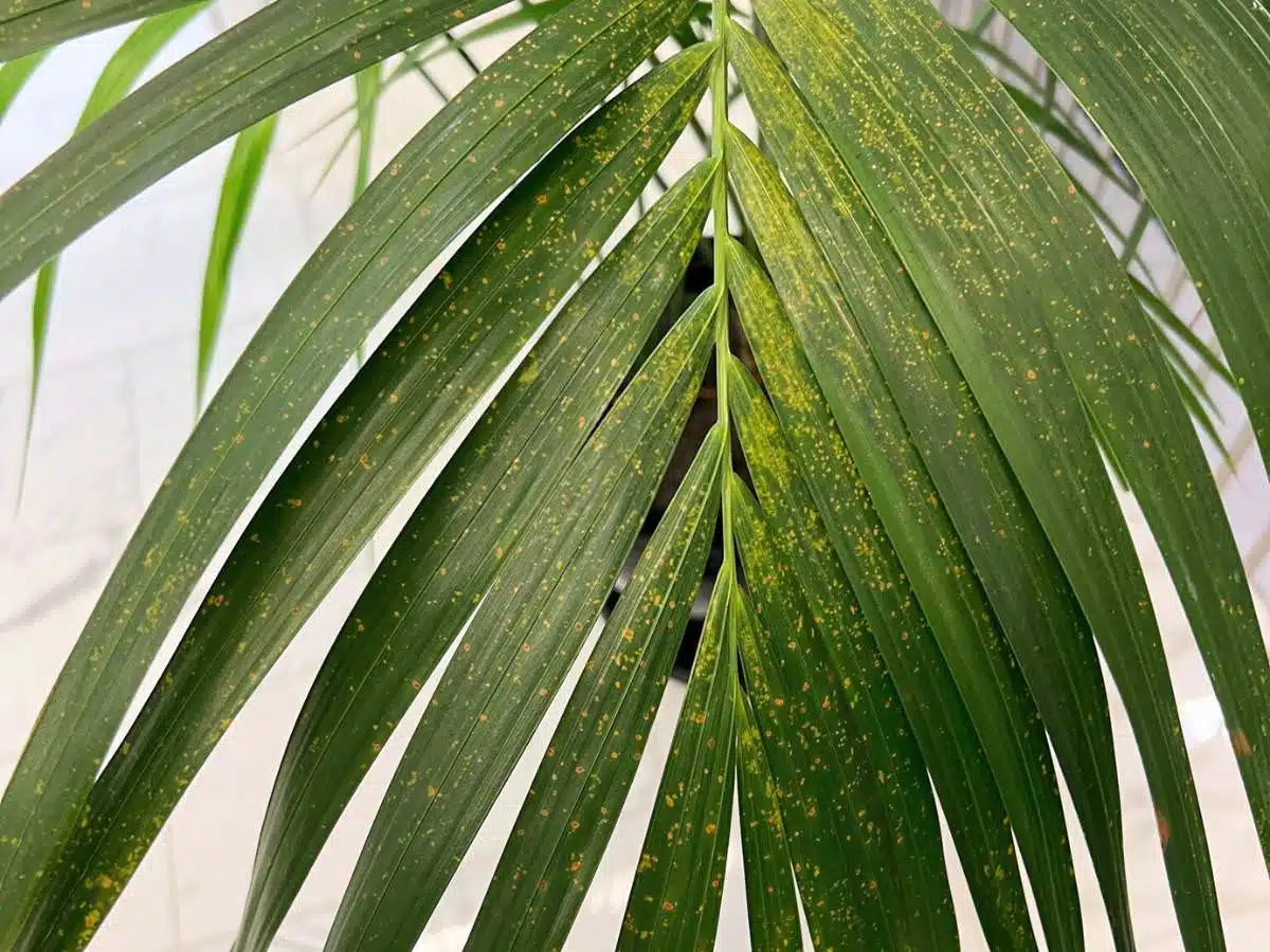 spider mite infestation on palm