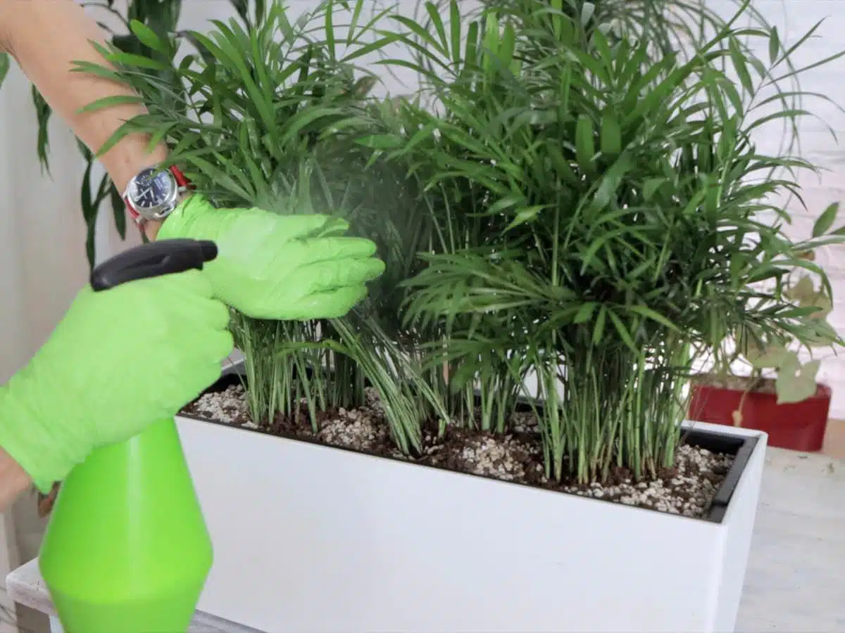 Spraying bamboo palm with spider mites killing solution