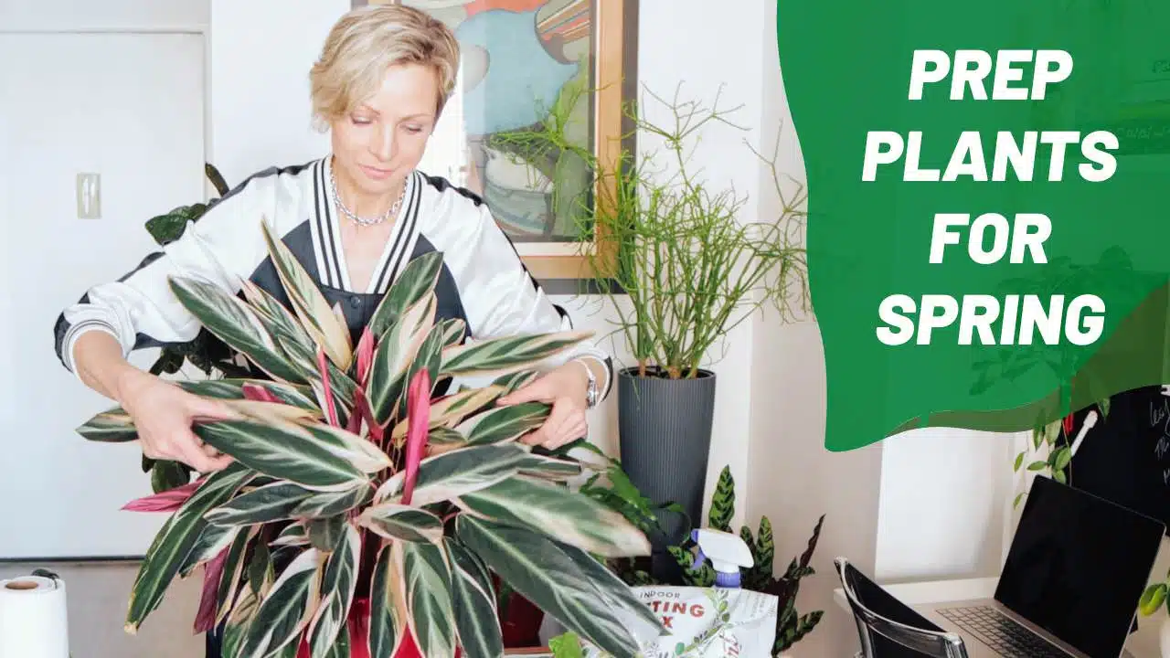 Spring plant care tips