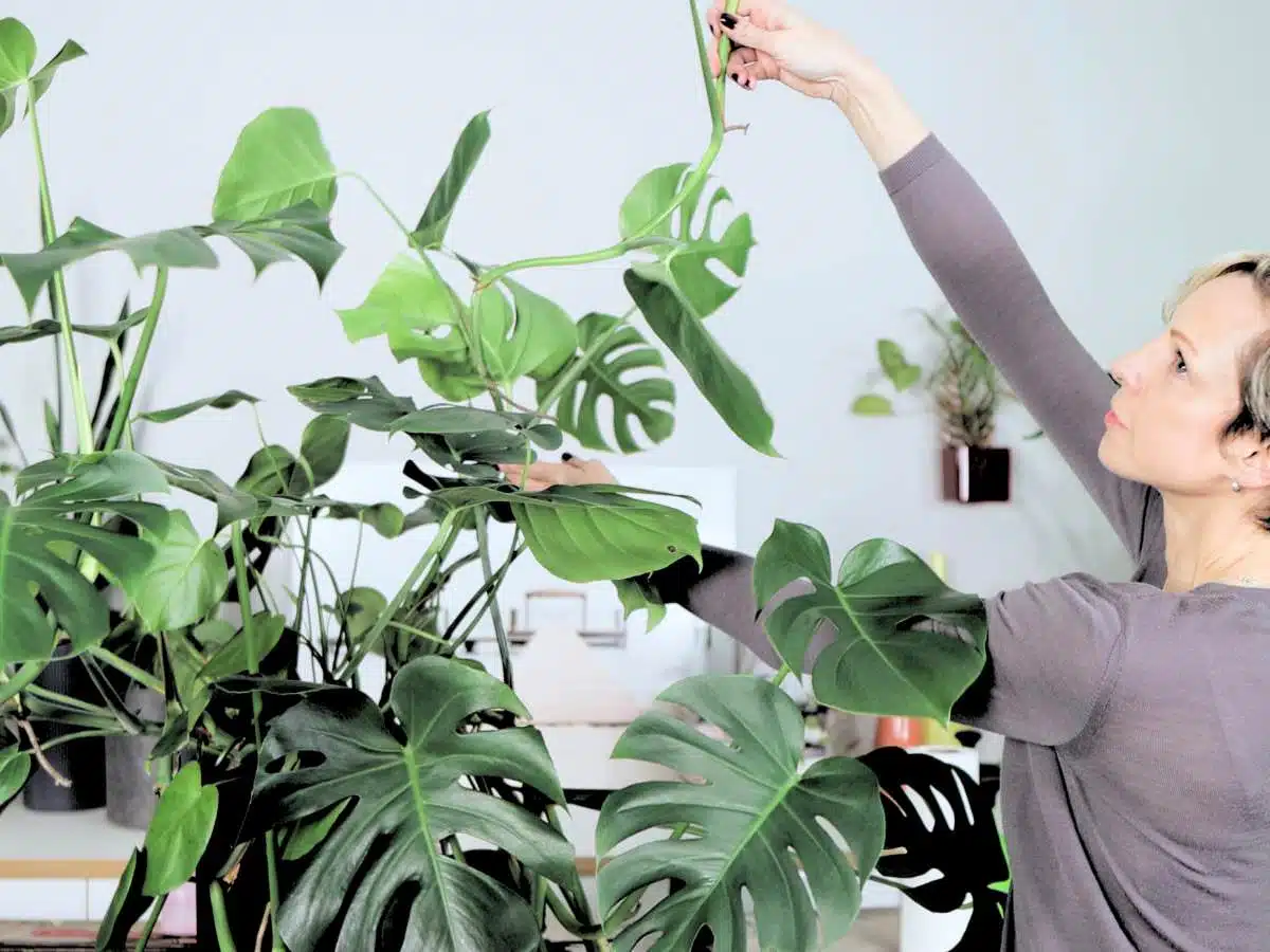 Juliette examines Monstera Deliciosa leaves