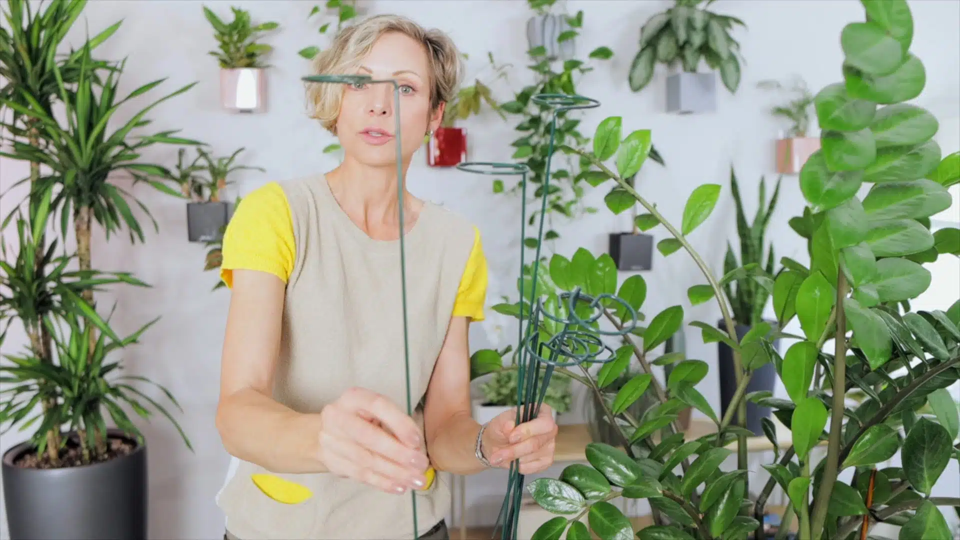 Woman tending to ZZ plants in a bright home environment, exemplifying urban gardening and houseplant care.
