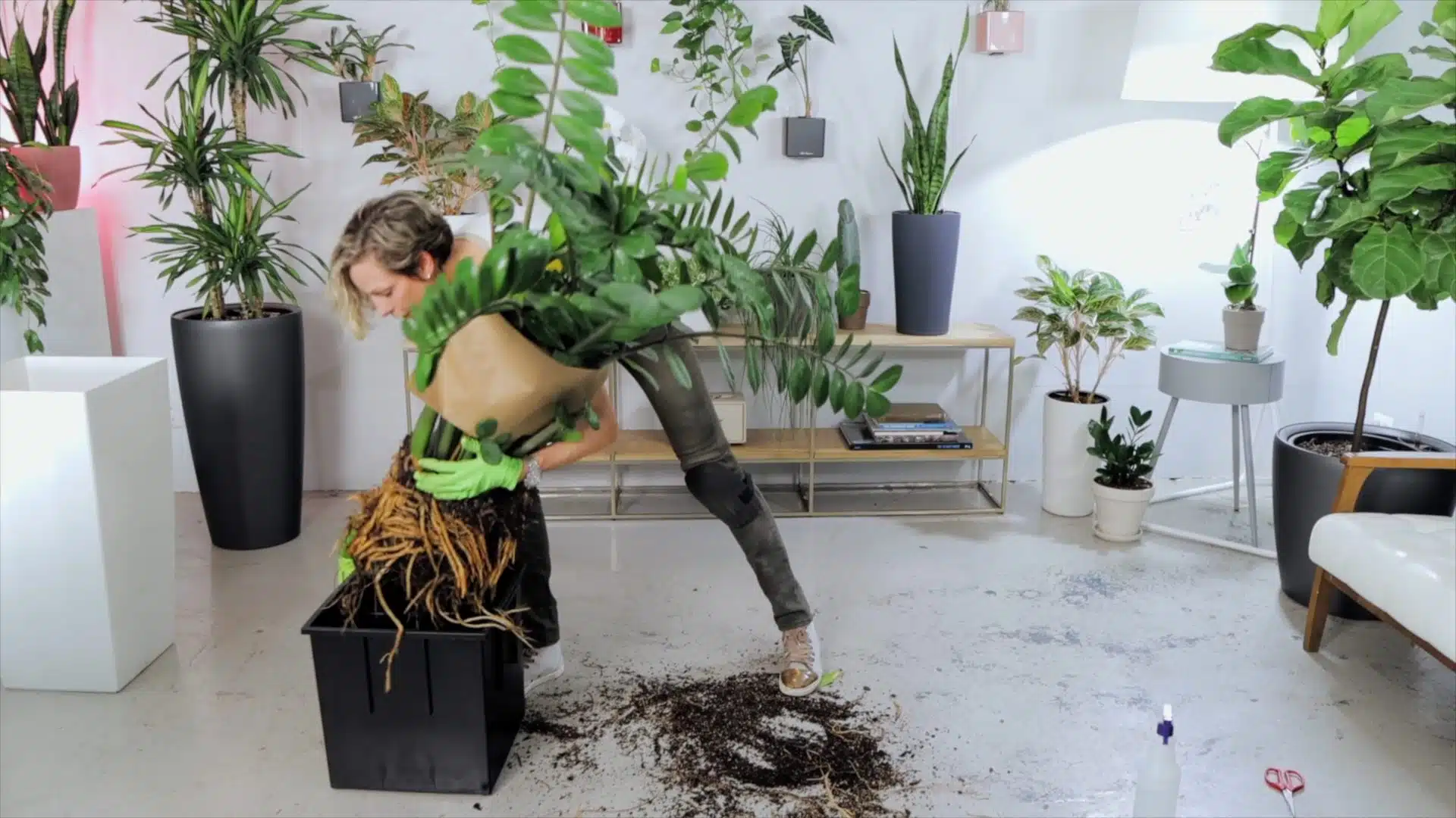 Woman repotting large ZZ plant with exposed roots in a modern home full of greenery and stylish planters.