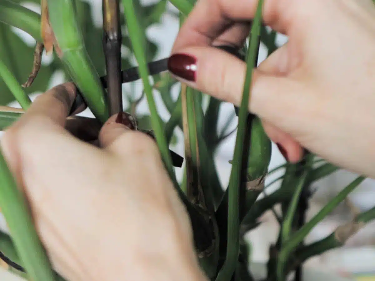 Tying bamboo sticks with raffia