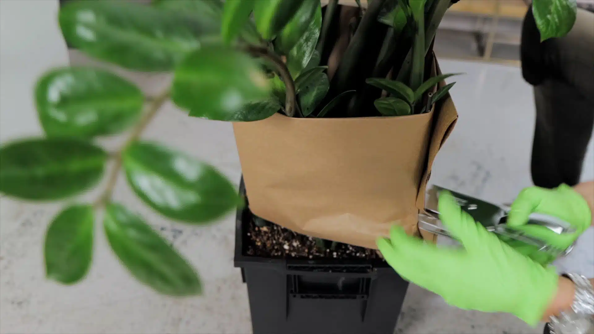 Close-up of gardener's hands wearing green gloves trimming potted plant with pruning shears, focusing on plant care and maintenance.