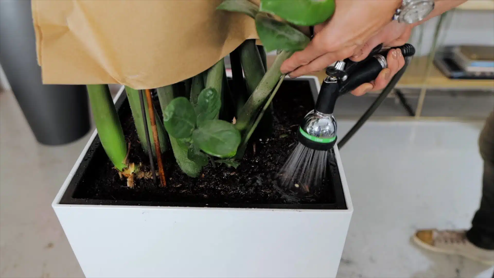 Person watering indoor plants with a hose spray nozzle in a white planter pot, showcasing home gardening and plant care.