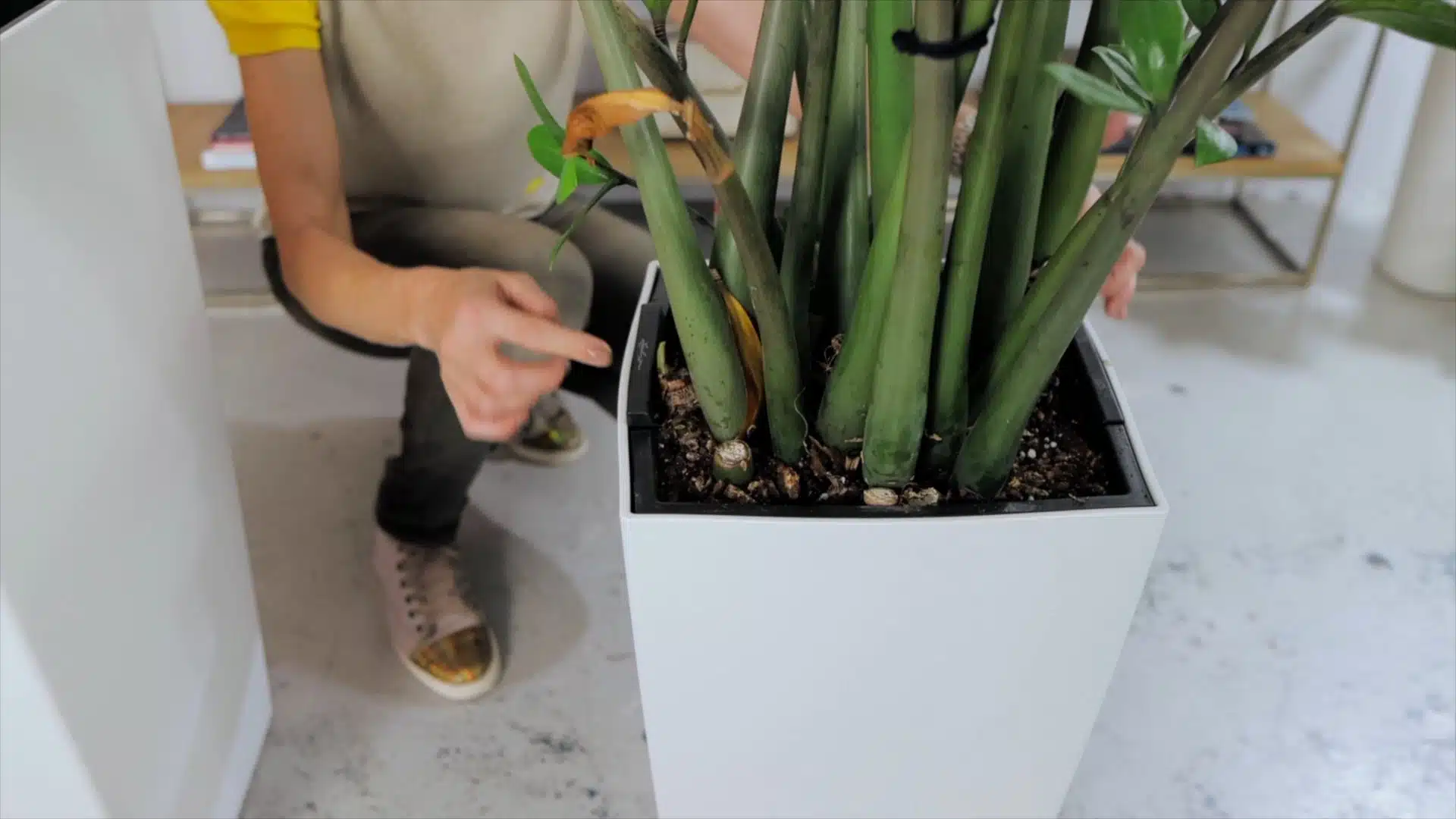 How to repot ZZ plant: Person caring for a healthy Zamioculcas zamiifolia in a white planter, highlighting when to repot ZZ plant for thriving green leaves and fresh soil.