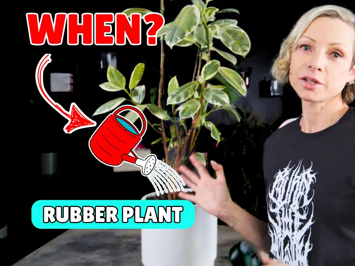 A short-haired woman in a black T-shirt stands beside a variegated rubber plant in a white pot, with large red “WHEN?” text and a watering can graphic illustrating when to water rubber plant.