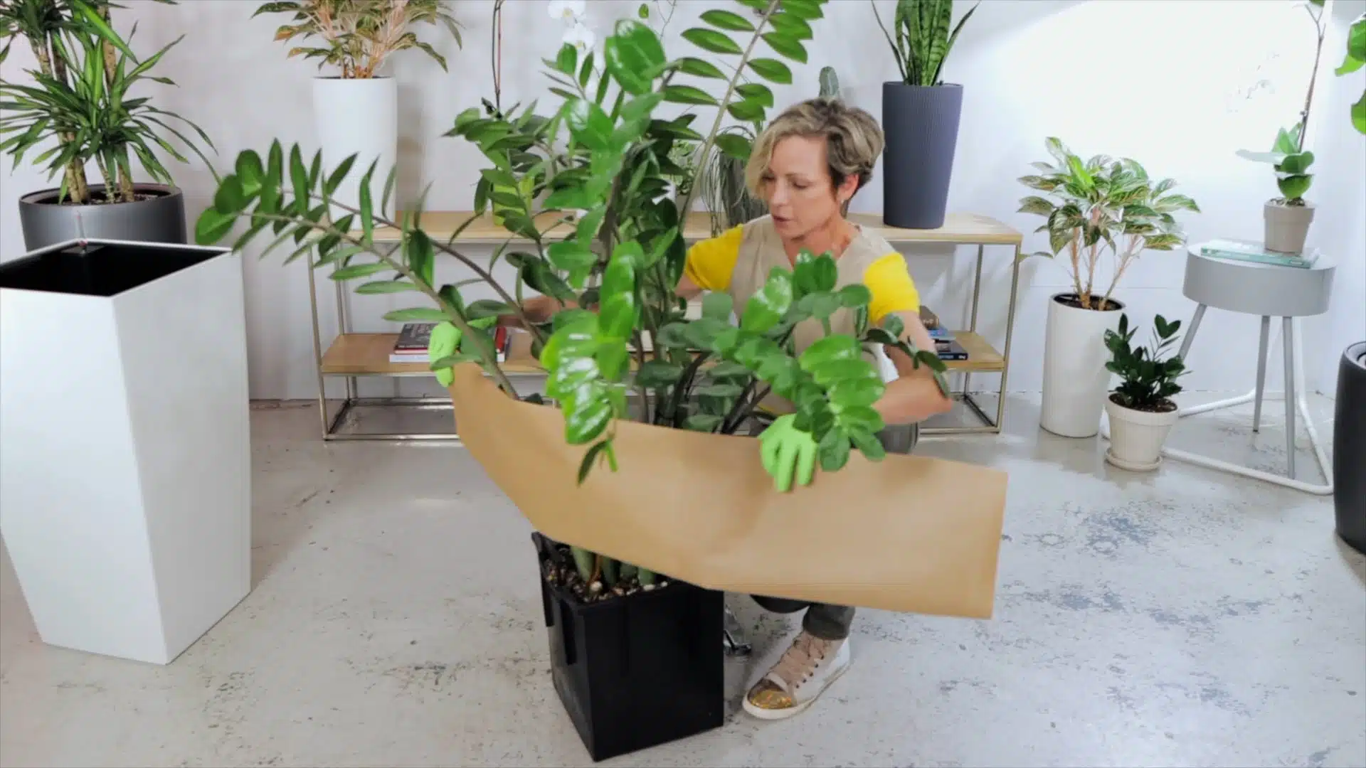 Woman repotting ZZ plant into a larger pot, indoor plant care, home gardening with various potted plants in background