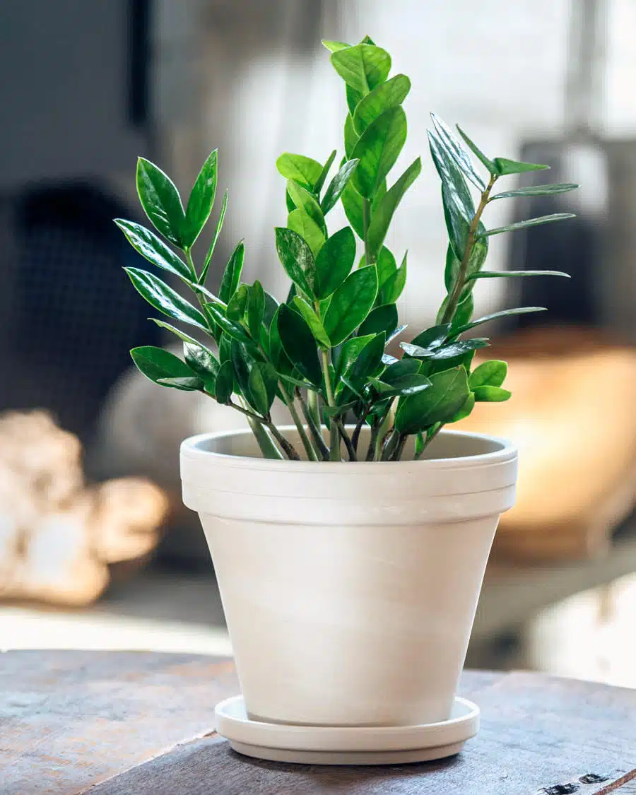 A healthy ZZ plant in a white pot placed on a wooden surface, showcasing proper zz plant care for indoor environments.