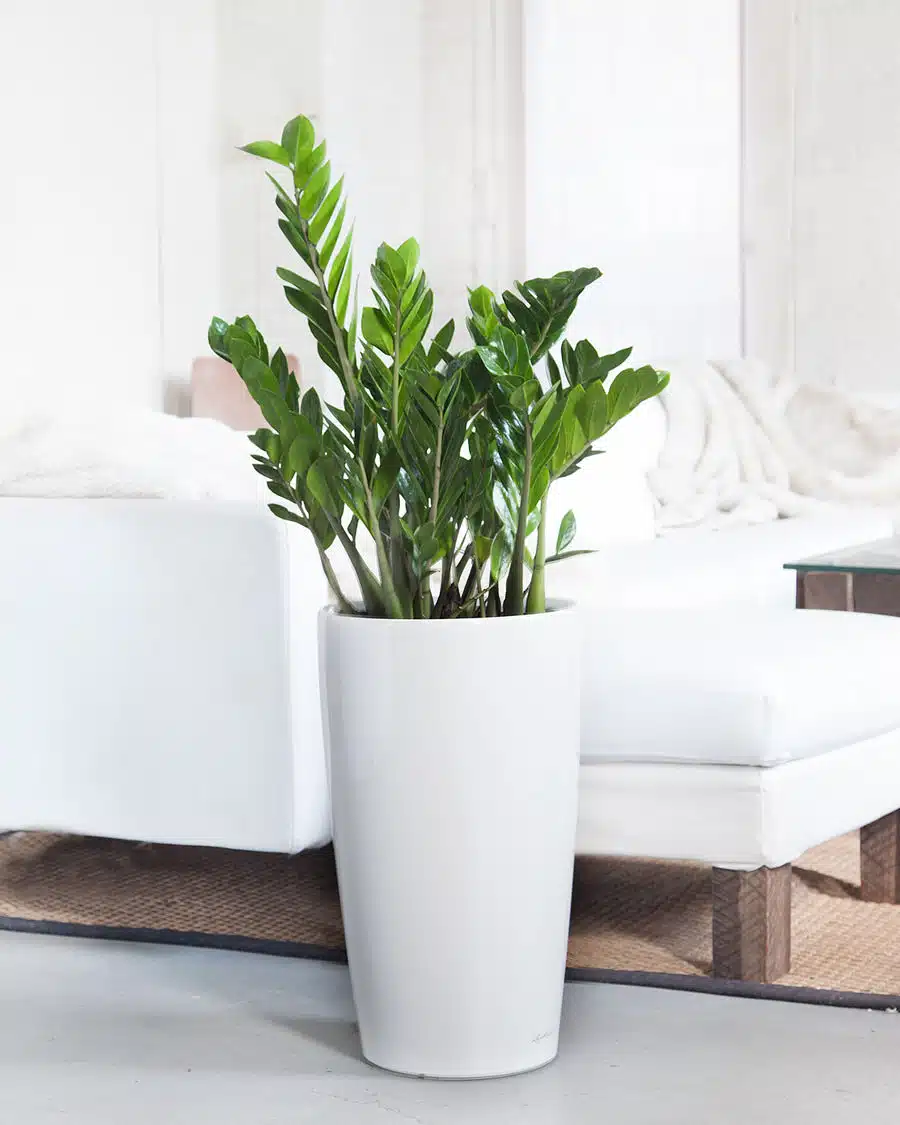 A vibrant ZZ plant in a tall white planter placed beside a white couch in a bright, modern living room.