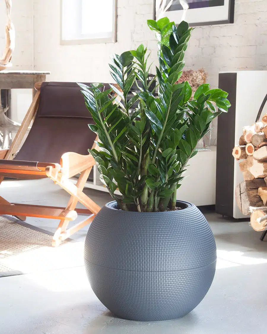 A lush ZZ plant in a round, textured gray planter placed in a stylish living room with a leather chair and natural light streaming in.