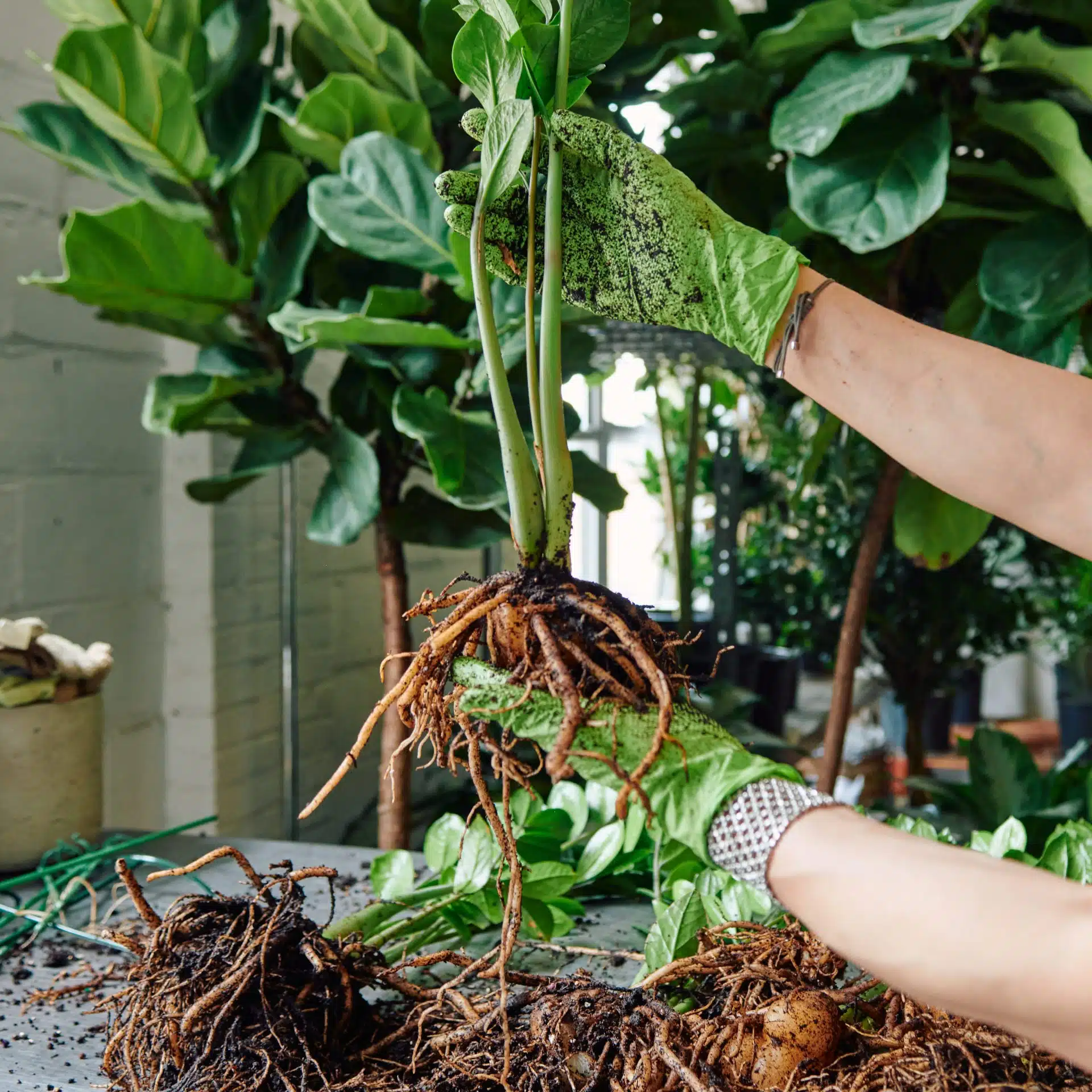 A close-up of a ZZ plant's rhizomes being carefully separated by a gardener's hands, wearing green gardening gloves. The image shows the bulbous rhizomes surrounded by dense roots and moist soil, with the hands applying gentle pressure. Green leaves and stems are emerging from the top, adding a lively touch to the scene.